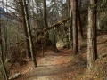 27_Beatenbucht_Waldpfad_300314